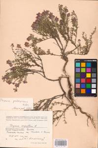 MHA 0 157 333, Thymus pallasianus Heinr.Braun, Eastern Europe, Lower Volga region (E9) (Russia)