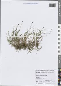 Stellaria peduncularis Bunge, Siberia, Central Siberia (S3) (Russia)