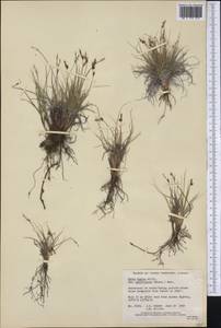 Carex supina var. spaniocarpa (Steud.) B.Boivin, America (AMER) (Canada)
