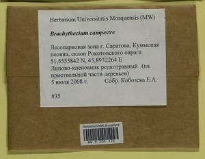 Brachythecium campestre (Müll. Hal.) Schimp., Bryophytes, Bryophytes - Middle Volga (B9) (Russia)