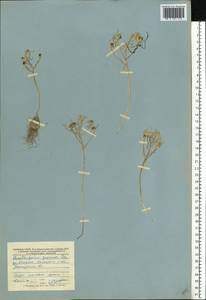 Ornithogalum orthophyllum subsp. kochii (Parl.) Zahar., Eastern Europe, Central forest-and-steppe region (E6) (Russia)
