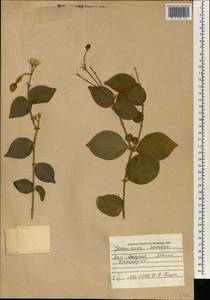 Jasminum sambac (L.) Aiton, Africa (AFR) (Mali)