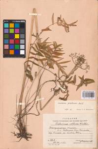 Valeriana pratensis subsp. angustifolia (Soó) Kirschner, Buttler & Hand, Eastern Europe, West Ukrainian region (E13) (Ukraine)