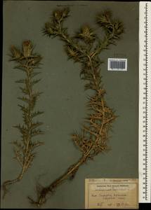 Carthamus lanatus L., Crimea (KRYM) (Russia)