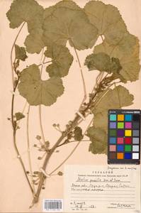 Malva pusilla Sm., Eastern Europe, Moscow region (E4a) (Russia)