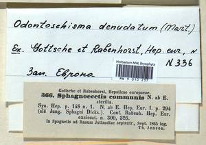 Odontoschisma denudatum (Mart.) Dumort., Bryophytes, Bryophytes - Western Europe (BEu) (Denmark)