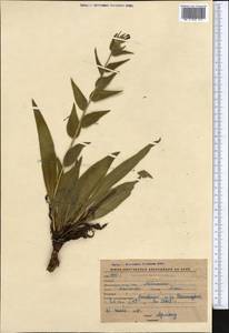 Lindelofia olgae (Regel & Smirn.) Brand, Middle Asia, Western Tian Shan & Karatau (M3) (Kyrgyzstan)