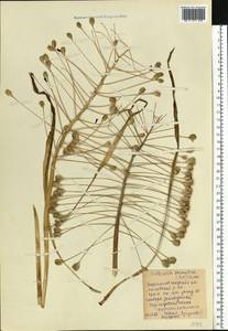 Bellevalia speciosa Woronow ex Grossh., Eastern Europe, North Ukrainian region (E11) (Ukraine)