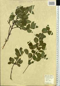 Lonicera caerulea subsp. baltica (Pojark.) Tzvelev, Eastern Europe, North-Western region (E2) (Russia)