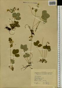 Fragaria orientalis Losinsk., Siberia, Baikal & Transbaikal region (S4) (Russia)