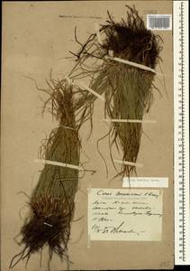 Carex humilis Leyss., Caucasus, Stavropol Krai, Karachay-Cherkessia & Kabardino-Balkaria (K1b) (Russia)