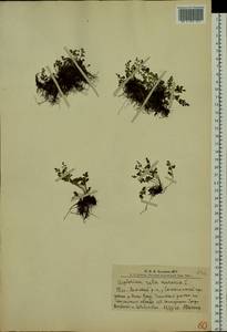 Asplenium ruta-muraria L., Siberia, Altai & Sayany Mountains (S2) (Russia)