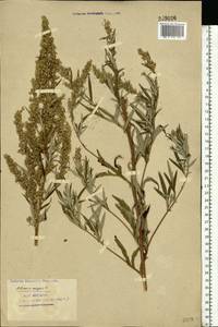 Artemisia vulgaris L., Eastern Europe, Eastern region (E10) (Russia)