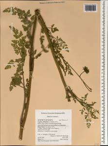 Daucus carota L., South Asia, South Asia (Asia outside ex-Soviet states and Mongolia) (ASIA) (Cyprus)