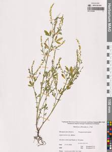 Melilotus officinalis (L.) Lam., Siberia, Chukotka & Kamchatka (S7) (Russia)