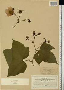 Rubus odoratus L., Eastern Europe, Moscow region (E4a) (Russia)