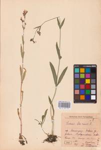 Silene flos-cuculi (L.) Greuter & Burdet, Eastern Europe, North-Western region (E2) (Russia)