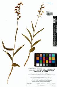 Epipactis palustris (L.) Crantz, Siberia, Baikal & Transbaikal region (S4) (Russia)