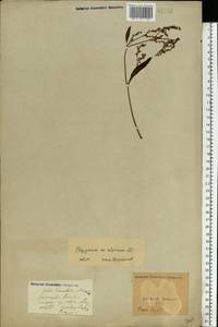 Koenigia alpina (All.) T. M. Schust. & Reveal, Eastern Europe, North Ukrainian region (E11) (Ukraine)
