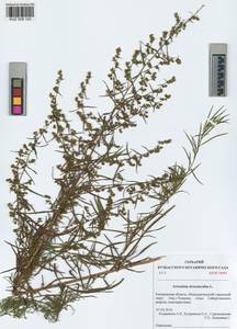 Artemisia dracunculus L., Siberia, Altai & Sayany Mountains (S2) (Russia)