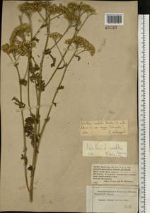Achillea inundata Kondr., Eastern Europe, Central forest-and-steppe region (E6) (Russia)