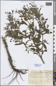 Epilobium hirsutum L., Eastern Europe, Moscow region (E4a) (Russia)