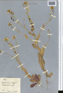 Isatis, Middle Asia, Karakum (M6) (Turkmenistan)