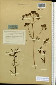 Patrinia rupestris (Pall.) Juss., Siberia (no precise locality) (S0) (Russia)