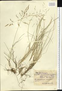 Deschampsia, Siberia, Western Siberia (S1) (Russia)