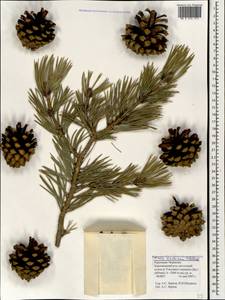 Pinus sylvestris var. hamata Steven, Caucasus, Stavropol Krai, Karachay-Cherkessia & Kabardino-Balkaria (K1b) (Russia)