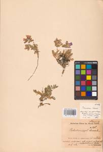 Polemonium boreale Adams, Eastern Europe, Northern region (E1) (Russia)