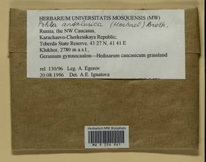 Pohlia andalusica (Höhn.) Broth., Bryophytes, Bryophytes - North Caucasus & Ciscaucasia (B12) (Russia)