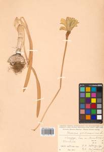 Narcissus pseudonarcissus L., Siberia, Russian Far East (S6) (Russia)