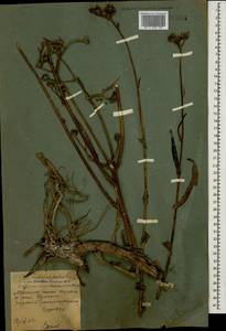 Sonchus palustris L., Caucasus, Stavropol Krai, Karachay-Cherkessia & Kabardino-Balkaria (K1b) (Russia)