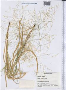 Panicum capillare L., America (AMER) (Canada)