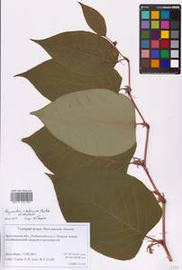Reynoutria × bohemica Chrtek & Chrtková, Eastern Europe, Central forest region (E5) (Russia)
