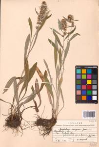 Omalotheca norvegica (Gunnerus) Sch. Bip. & F. W. Schultz, Eastern Europe, Eastern region (E10) (Russia)