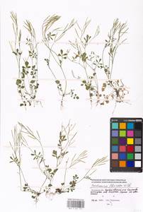 Cardamine flexuosa With., Eastern Europe, Moscow region (E4a) (Russia)