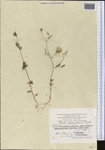 Torilis leptophylla (L.) Rchb. fil., Middle Asia, Kopet Dag, Badkhyz, Small & Great Balkhan (M1) (Turkmenistan)