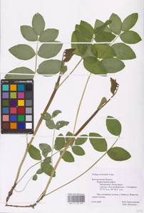 Galega orientalis Lam., Eastern Europe, Central forest-and-steppe region (E6) (Russia)