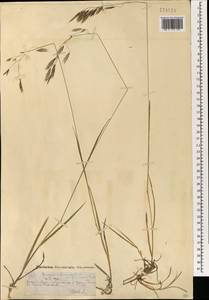 Bromus pumpellianus Scribn., Mongolia (MONG) (Mongolia)
