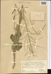 Sisymbrium brassiciforme C.A. Mey., Middle Asia, Northern & Central Tian Shan (M4) (Kazakhstan)