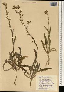 Lactuca tatarica (L.) C. A. Mey., South Asia, South Asia (Asia outside ex-Soviet states and Mongolia) (ASIA) (China)