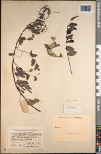 Emblica urinaria (L.) R.W.Bouman, South Asia, South Asia (Asia outside ex-Soviet states and Mongolia) (ASIA) (India)