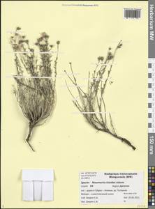 Reaumuria alternifolia subsp. alternifolia, Caucasus, Dagestan (K2) (Russia)