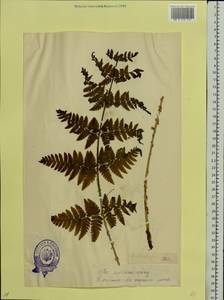 Dryopteris carthusiana (Vill.) H. P. Fuchs, Eastern Europe, Estonia (E2c) (Estonia)