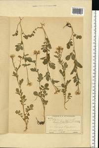 Cardamine amara L., Eastern Europe, Moscow region (E4a) (Russia)