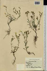Linum ucranicum Czern. ex Gruner, Eastern Europe, Central forest-and-steppe region (E6) (Russia)