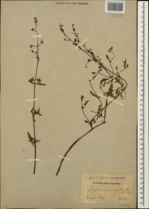 Scrophularia variegata M. Bieb., Caucasus, Dagestan (K2) (Russia)