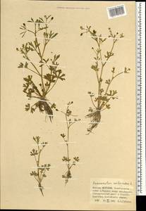 Ranunculus sceleratus L., Mongolia (MONG) (Mongolia)